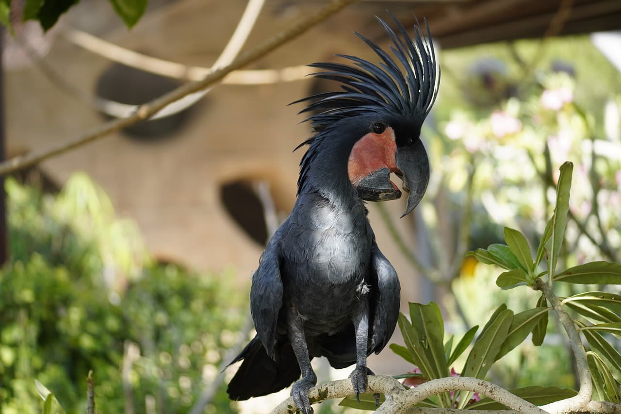 <p><em><strong>Nimbokrang has gained recognition as a prime birdwatching destination that attract tourist with bird interest from around the world</strong></em></p>