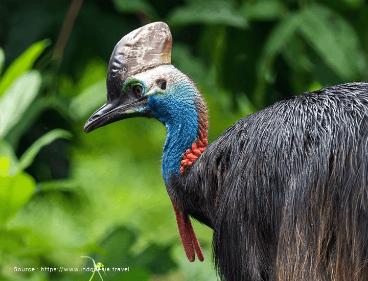 <p><strong>A visit to Papua is incomplete without encountering unique fauna like the cassowary, and the Wasur National Park in Merauke Regency, with its vast savannah and diverse migratory fauna, offers an adventurous experience.</strong></p>