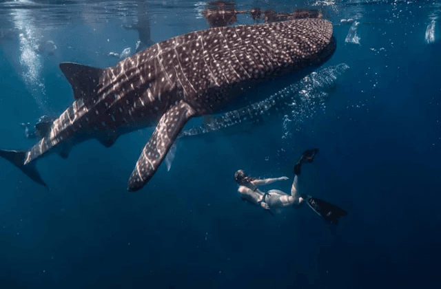 WHALESHARK TOUR  PACKAGE 1(3D2N)